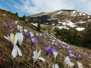 21 Crocus bianchi e viola